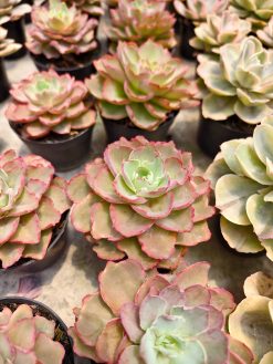 Echeveria Curly Chantilly, real gallery image #2 plants. Picture taken directly from kaktus.id community Echeveria farmer green houses.
