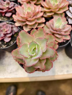 Echeveria Curly Chantilly, real gallery image #21 plants. Picture taken directly from kaktus.id community Echeveria farmer green houses.