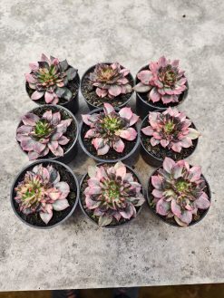 Echeveria Prince Black Pink, real gallery image #3 plants. Picture taken directly from kaktus.id community Echeveria farmer green houses.