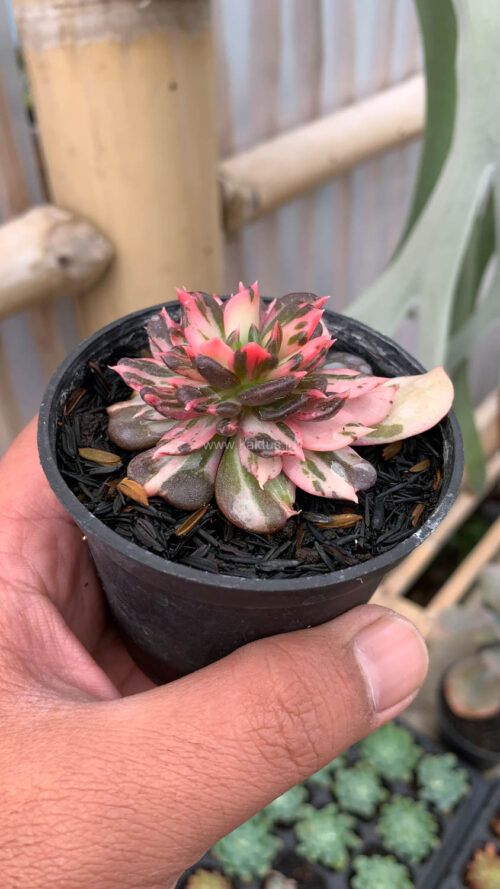 Echeveria Prince Black Pink, real gallery image #15 plants. Picture taken directly from kaktus.id community Echeveria farmer green houses.