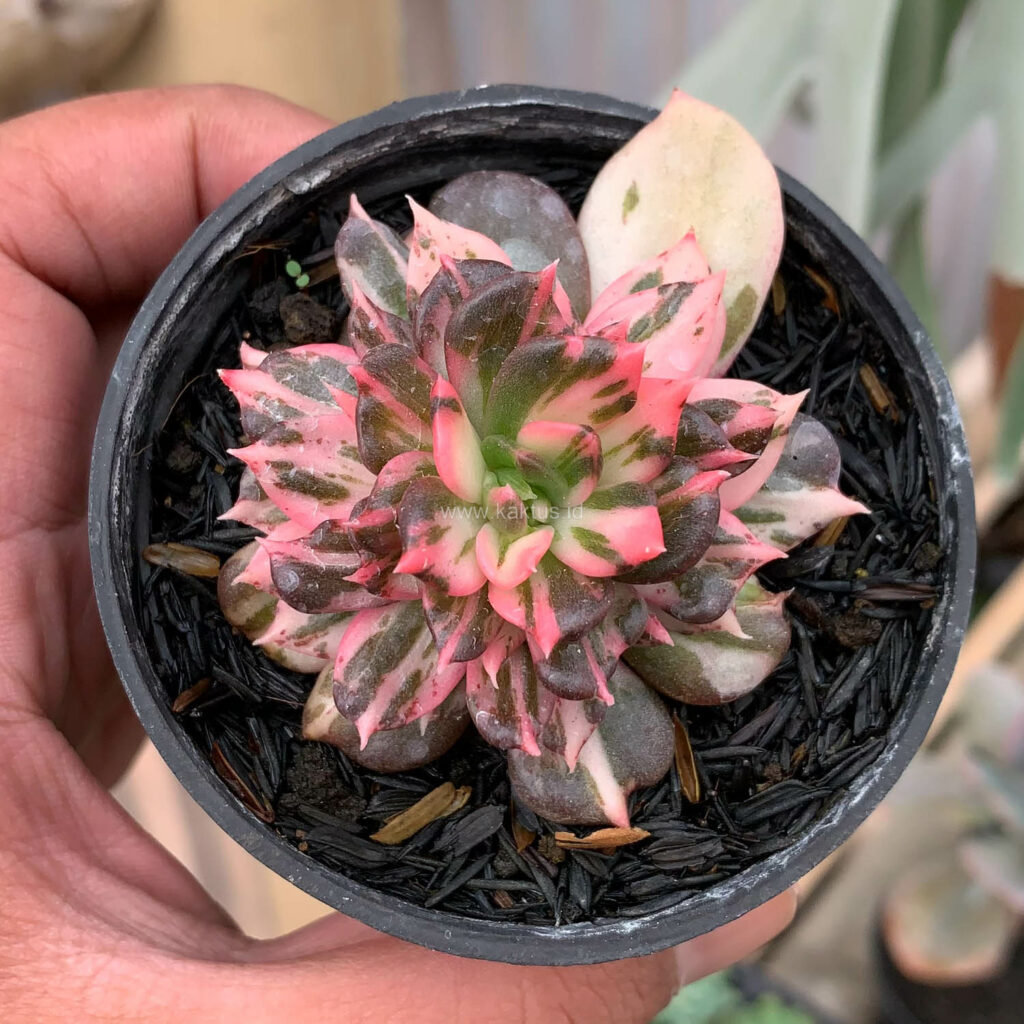 kaktus.id