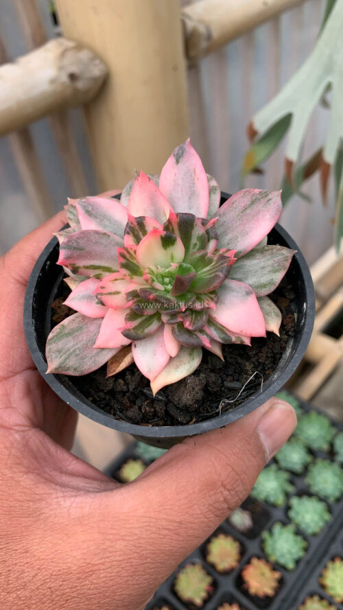 Echeveria Prince Black Pink, real gallery image #18 plants. Picture taken directly from kaktus.id community Echeveria farmer green houses.