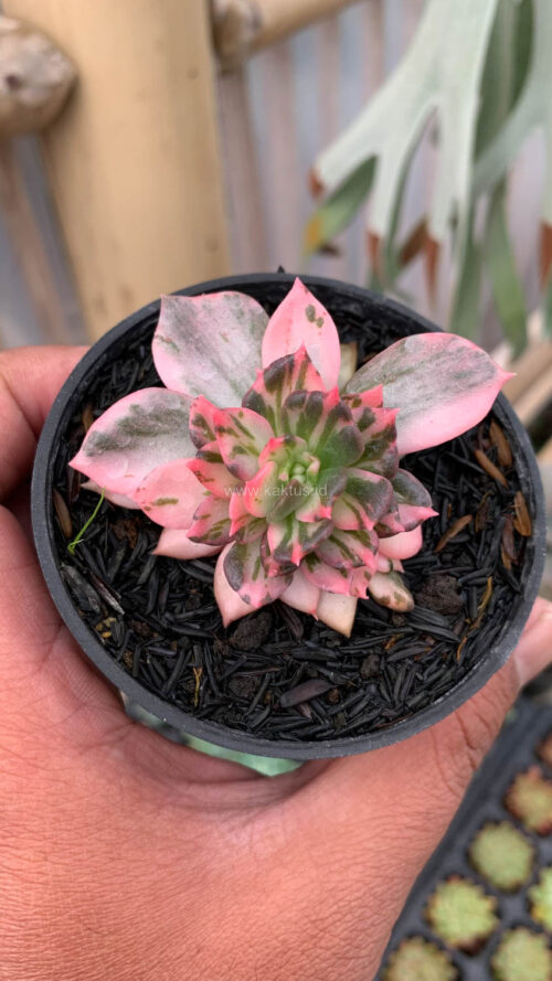 Echeveria Prince Black Pink, real gallery image #19 plants. Picture taken directly from kaktus.id community Echeveria farmer green houses.