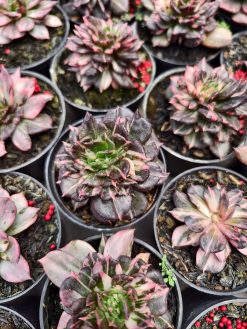 Echeveria Prince Black Pink, real gallery image #14 plants. Picture taken directly from kaktus.id community Echeveria farmer green houses.
