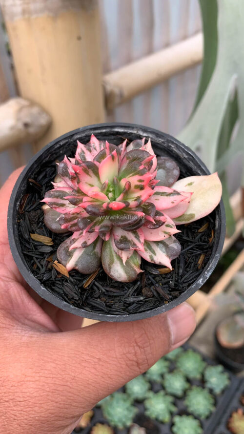 Echeveria Prince Black Pink, real gallery image #6 plants. Picture taken directly from kaktus.id community Echeveria farmer green houses.