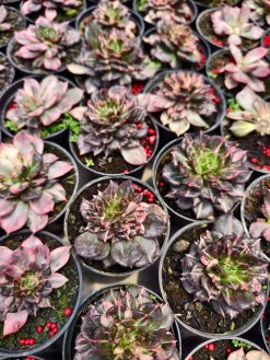 Echeveria Prince Black Pink, real gallery image #1 plants. Picture taken directly from kaktus.id community Echeveria farmer green houses.