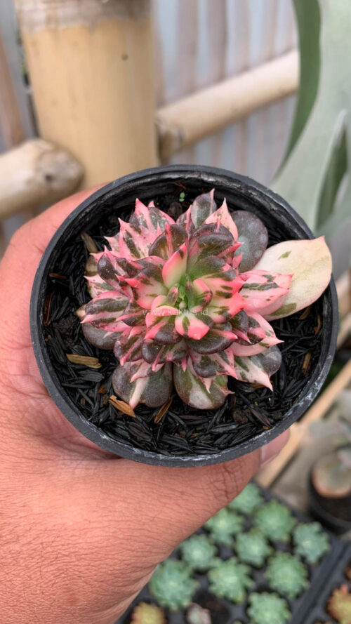 Echeveria Prince Black Pink, real gallery image #8 plants. Picture taken directly from kaktus.id community Echeveria farmer green houses.