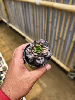 Echeveria Prince Black Pink, real gallery image #9 plants. Picture taken directly from kaktus.id community Echeveria farmer green houses.