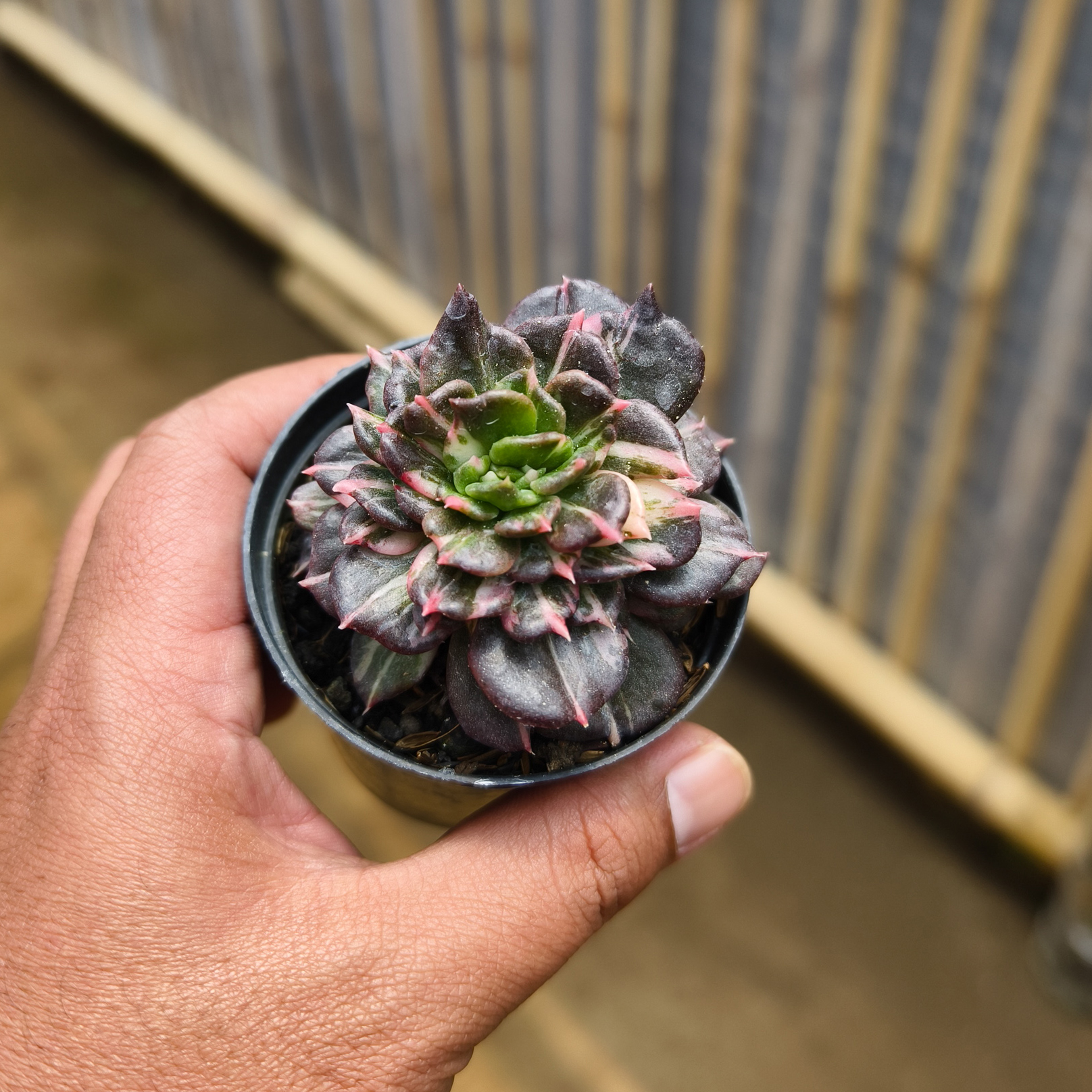 Echeveria Prince Black Pink