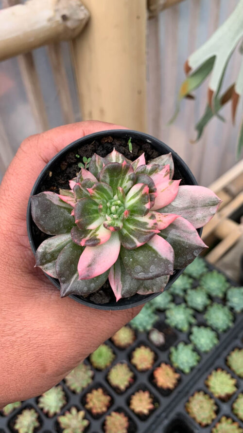 Echeveria Prince Black Pink, real gallery image #10 plants. Picture taken directly from kaktus.id community Echeveria farmer green houses.