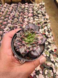 Echeveria Prince Black Pink, real gallery image #12 plants. Picture taken directly from kaktus.id community Echeveria farmer green houses.