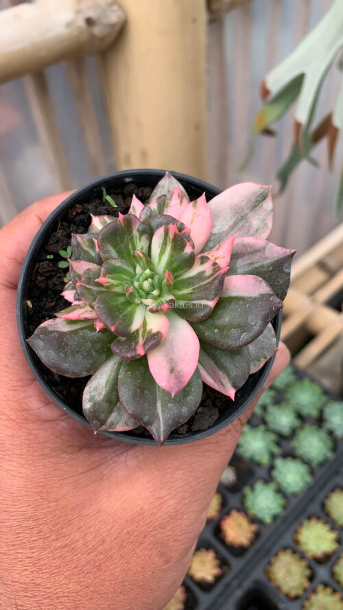 Echeveria Prince Black Pink, real gallery image #2 plants. Picture taken directly from kaktus.id community Echeveria farmer green houses.