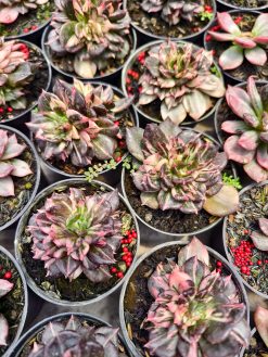 Echeveria Prince Black Pink, real gallery image #7 plants. Picture taken directly from kaktus.id community Echeveria farmer green houses.