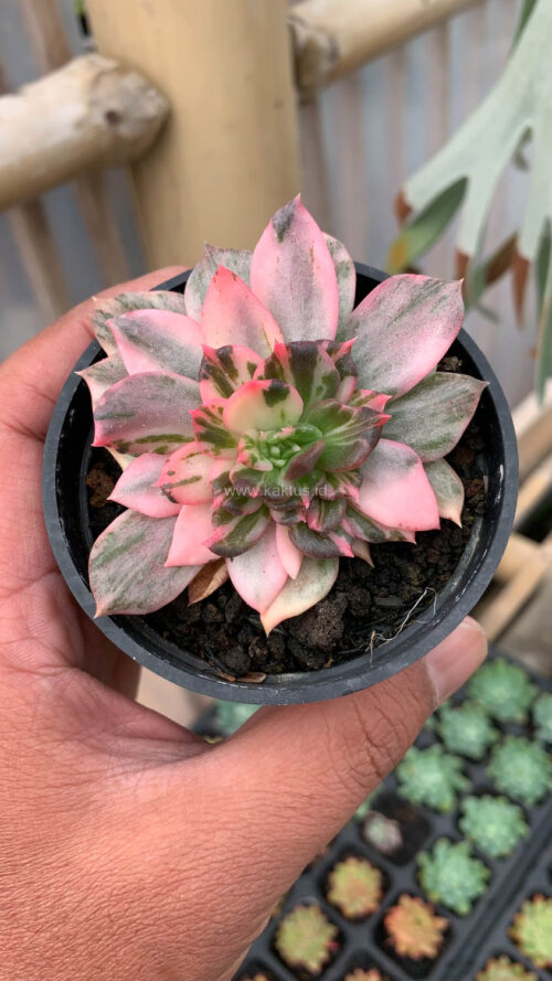 Echeveria Prince Black Pink, real gallery image #11 plants. Picture taken directly from kaktus.id community Echeveria farmer green houses.