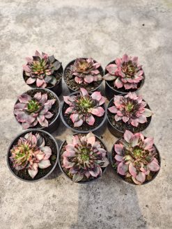 Echeveria Prince Black Pink, real gallery image #5 plants. Picture taken directly from kaktus.id community Echeveria farmer green houses.