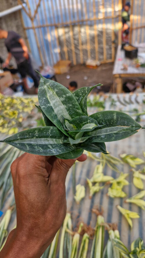 Sansevieria Hahniii Sticker, real gallery image #22 plants. Picture taken directly from kaktus.id community Sansevieria farmer green houses.