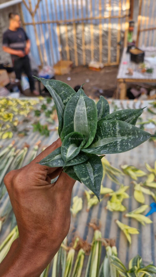 Sansevieria Hahniii Sticker, real gallery image #4 plants. Picture taken directly from kaktus.id community Sansevieria farmer green houses.