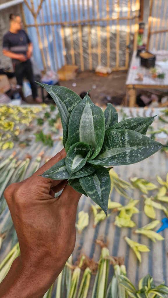 kaktus.id