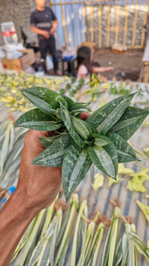 Sansevieria Hahniii Sticker, real gallery image #1 plants. Picture taken directly from kaktus.id community Sansevieria farmer green houses.