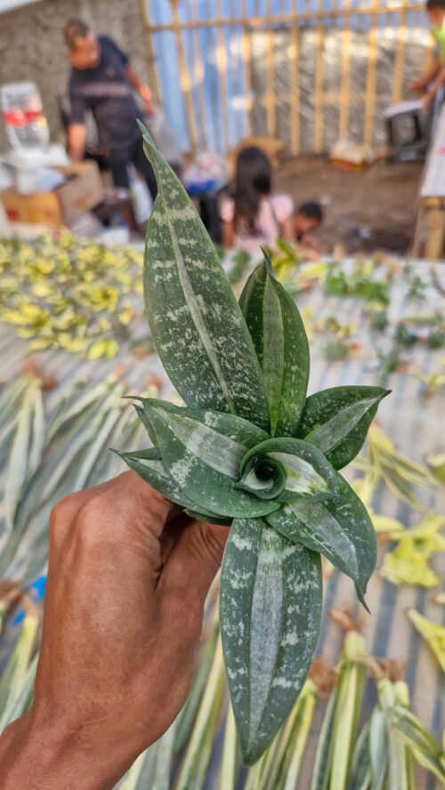 Sansevieria Hahniii Sticker, real gallery image #6 plants. Picture taken directly from kaktus.id community Sansevieria farmer green houses.