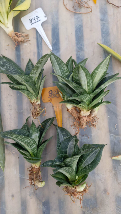 Sansevieria Hahniii Sticker, real gallery image #20 plants. Picture taken directly from kaktus.id community Sansevieria farmer green houses.
