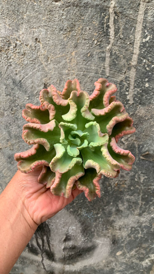 Echeveria Octopus Size 12 Cm, real gallery image #4 plants. Picture taken directly from kaktus.id community Echeveria farmer green houses.
