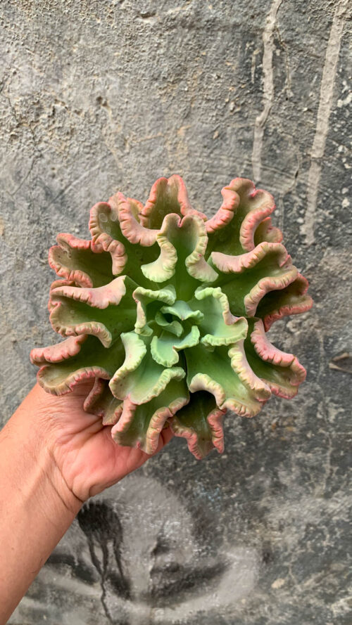 Echeveria Octopus Size 12 Cm, real gallery image #6 plants. Picture taken directly from kaktus.id community Echeveria farmer green houses.