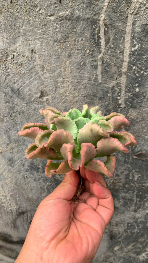 Echeveria Octopus Size 12 Cm, real gallery image #2 plants. Picture taken directly from kaktus.id community Echeveria farmer green houses.