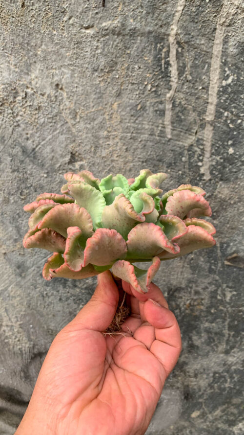 Echeveria Octopus Size 12 Cm, real gallery image #5 plants. Picture taken directly from kaktus.id community Echeveria farmer green houses.