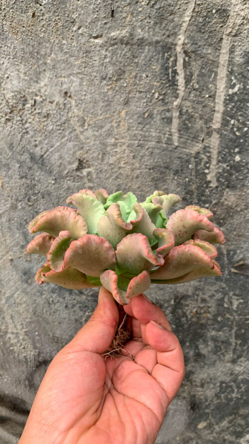 Echeveria Octopus Size 12 Cm, real gallery image #3 plants. Picture taken directly from kaktus.id community Echeveria farmer green houses.