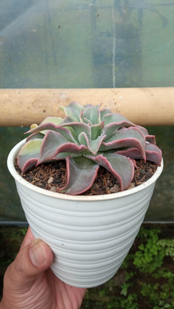 kaktus.id