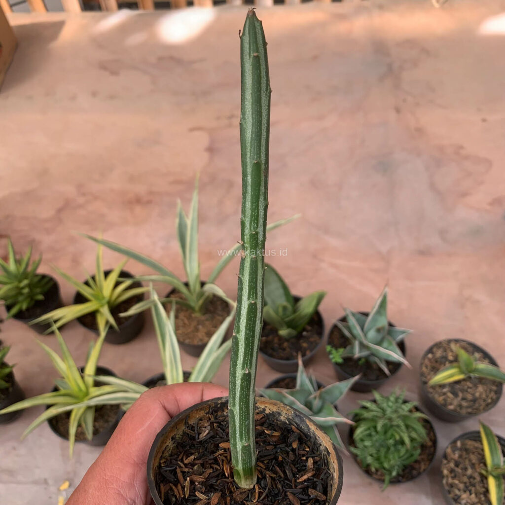 kaktus.id