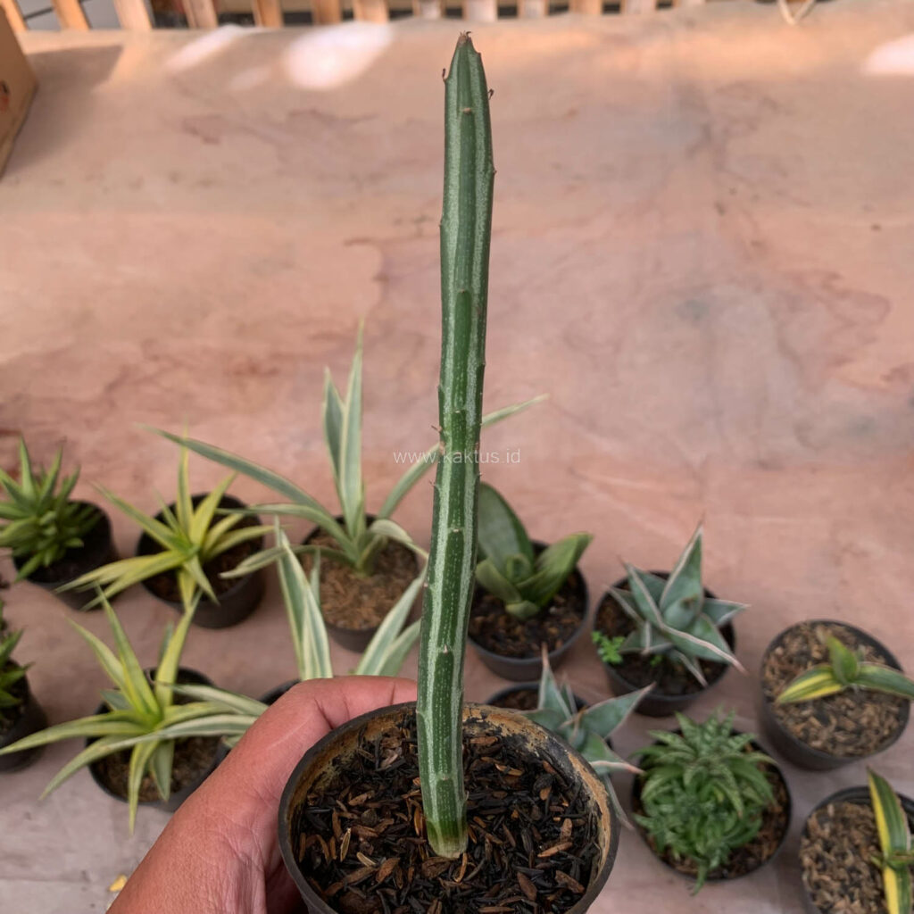 kaktus.id