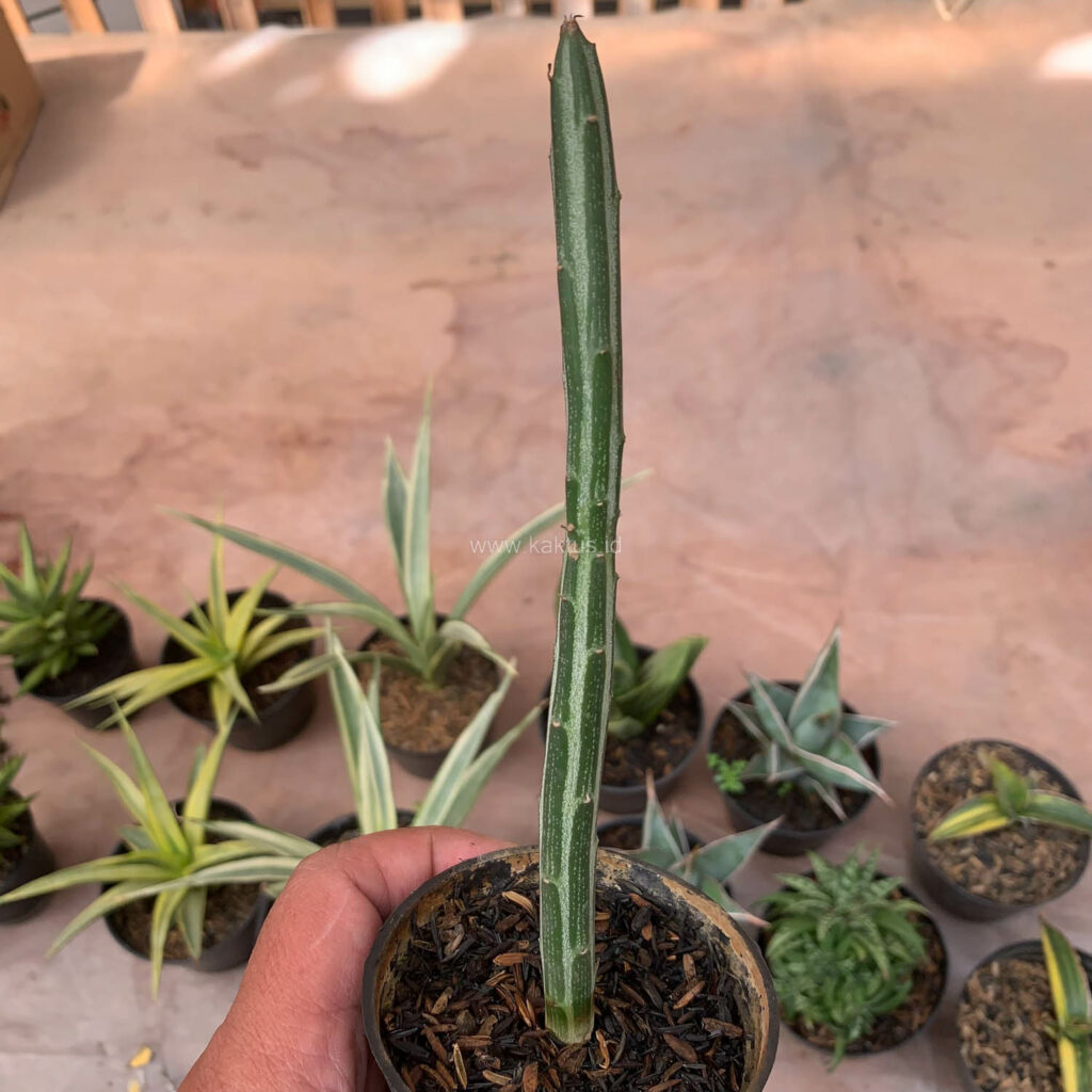 kaktus.id