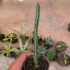 Senecio Stapeliiformis, real feature image plant. Picture taken directly from kaktus.id community Senecio farmer green houses.