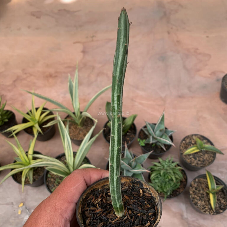 984. Senecio Stapeliiformis