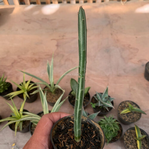 Senecio Stapeliiformis, real gallery image #2 plants. Picture taken directly from kaktus.id community Senecio farmer green houses.