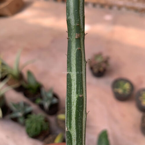 Senecio Stapeliiformis, real gallery image #1 plants. Picture taken directly from kaktus.id community Senecio farmer green houses.