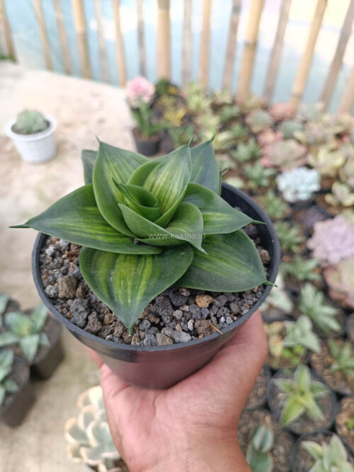 Sansevieria Green Mole, real gallery image #2 plants. Picture taken directly from kaktus.id community Sansevieria farmer green houses.