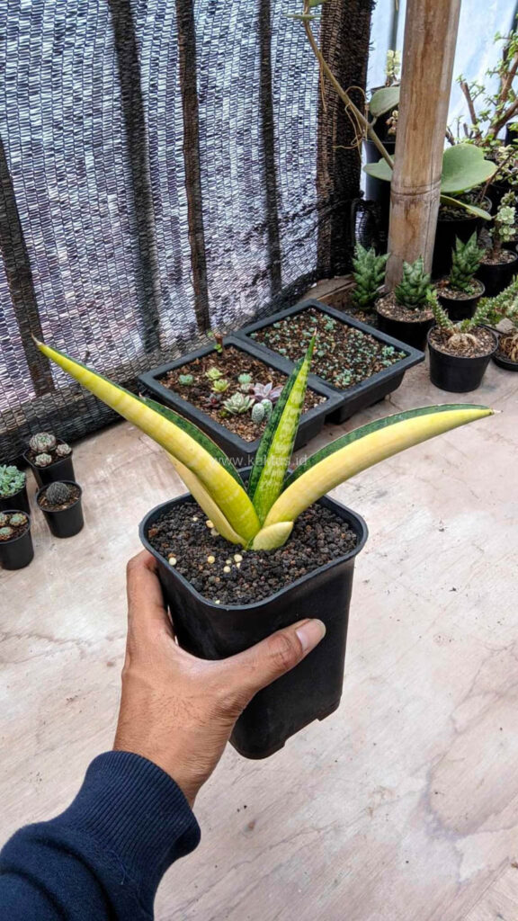 kaktus.id