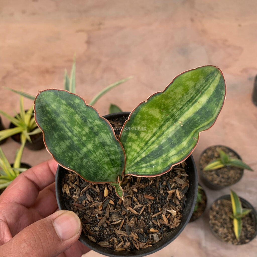 kaktus.id