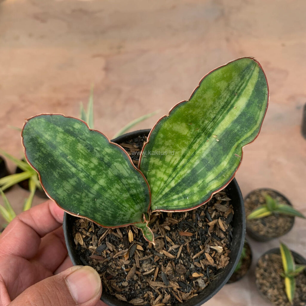 kaktus.id