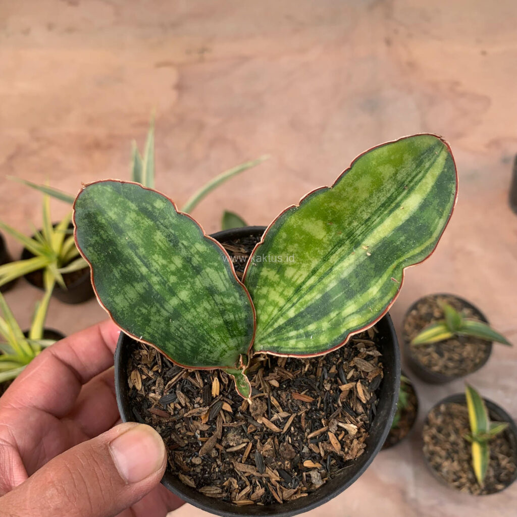 kaktus.id