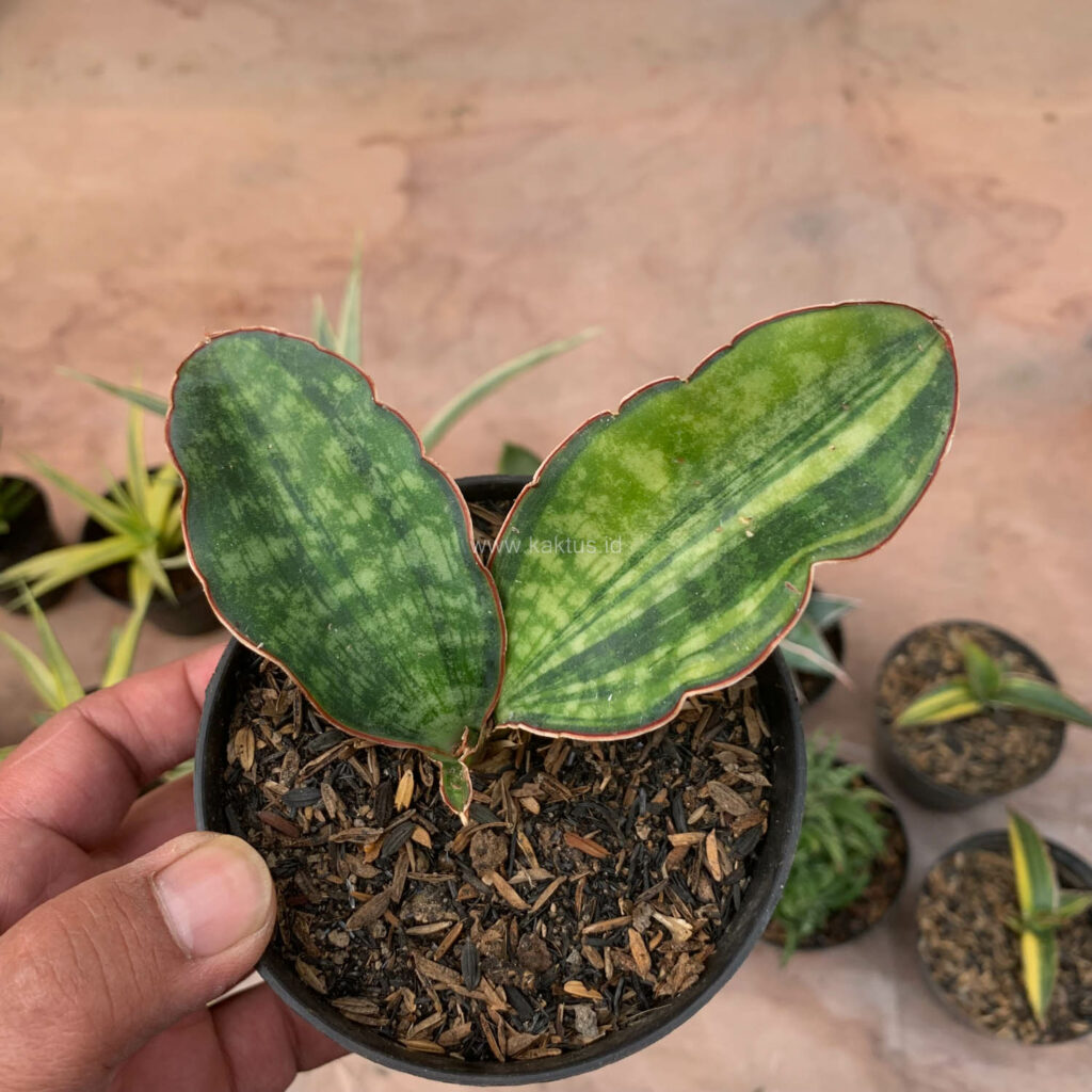kaktus.id