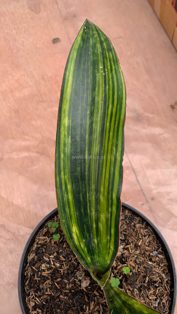 kaktus.id