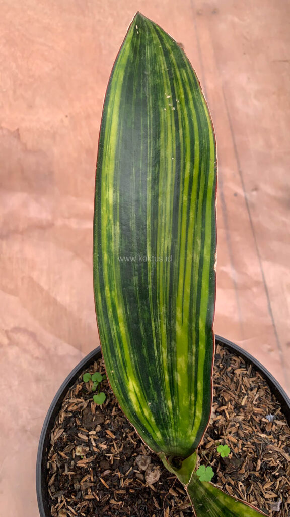 kaktus.id