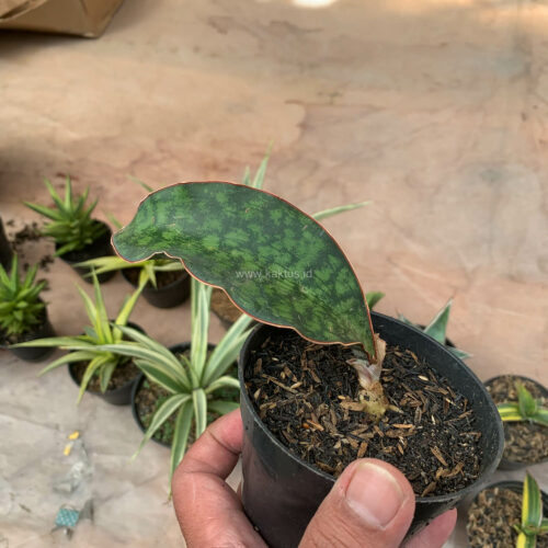 Sansevieria Macrophylla size 10 cm, real gallery image #5 plants. Picture taken directly from kaktus.id community Sansevieria farmer green houses.