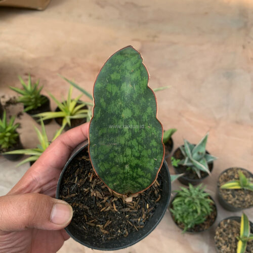 Sansevieria Macrophylla size 10 cm, real gallery image #2 plants. Picture taken directly from kaktus.id community Sansevieria farmer green houses.