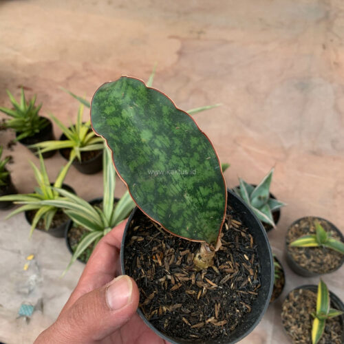 Sansevieria Macrophylla size 10 cm, real gallery image #15 plants. Picture taken directly from kaktus.id community Sansevieria farmer green houses.