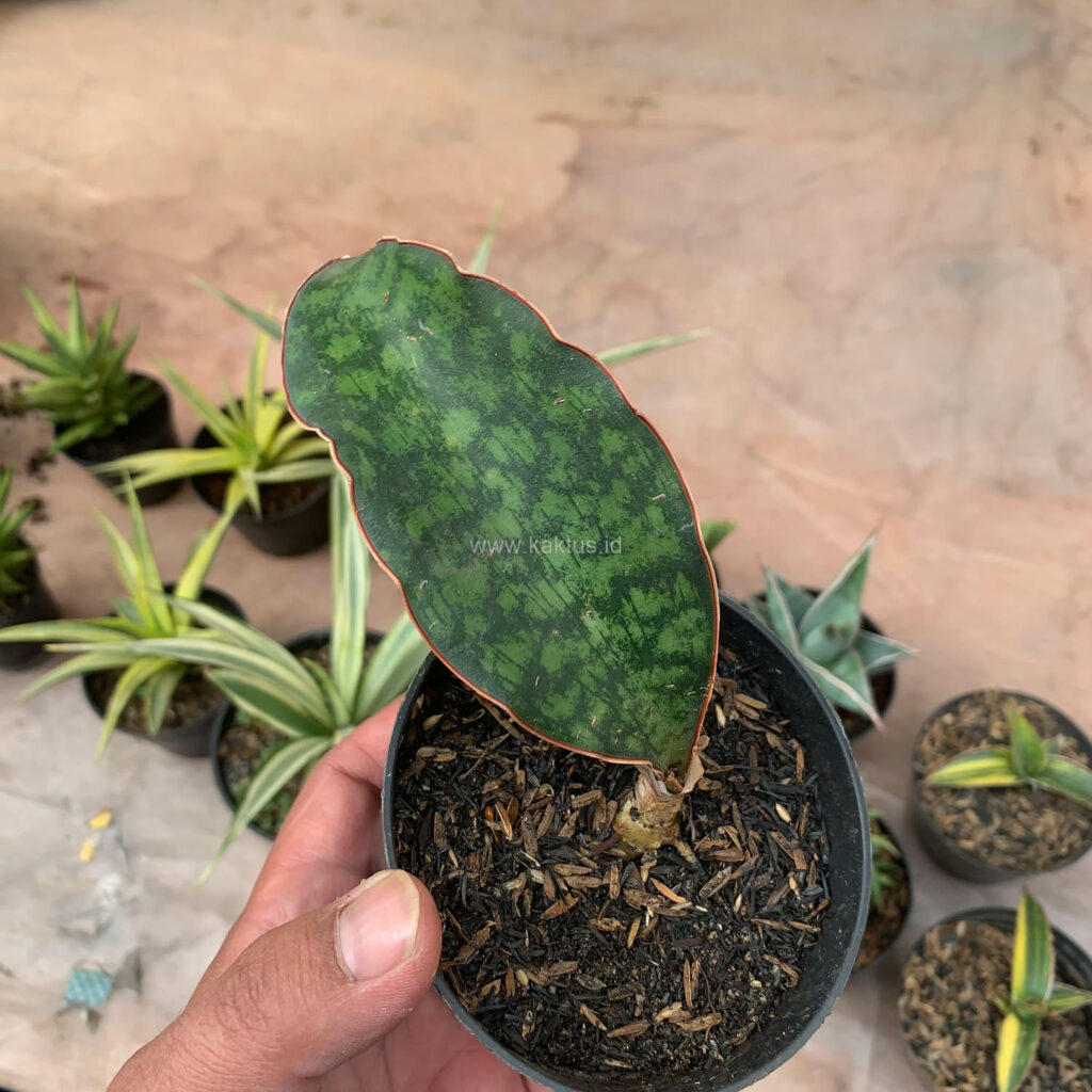 kaktus.id